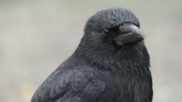 A crow stands looking towards me (the photographer) with slightly puffed up and wet feathers. There are beads of rain on it's wings and body