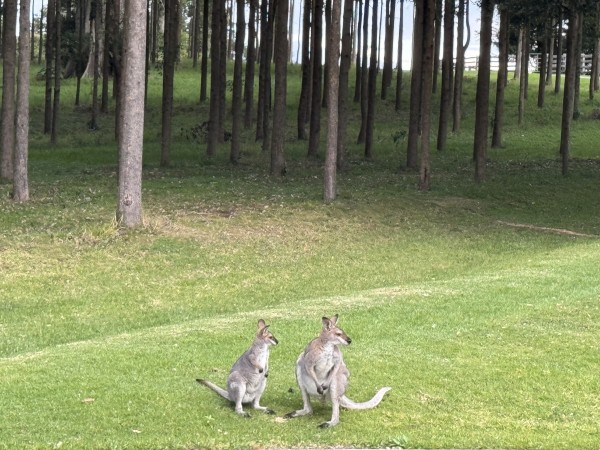 An alpha male wallaby and a young female sit together on green grass with trees behind them. 
