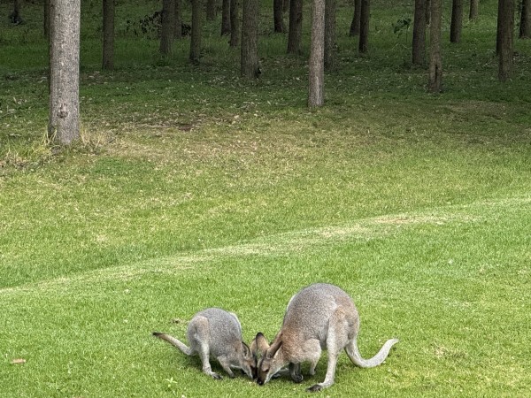 The male and female wallabies share pellets. 
