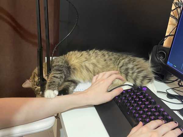 Nova on the office table next to Luna's computer, pawing at Luna's hand which is near her keyboard