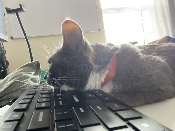 A dilute calico cat lays on a desk with her head resting on a keyboard. 