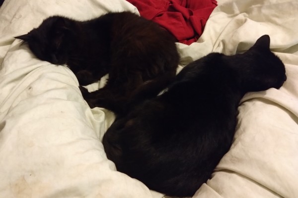 Two black cats on a bed.