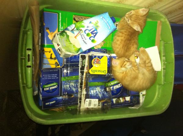 Young Scooby & Sibby, 2 sibling, ginger Tabby's are locked in mortal combat in the recycling bin ...until it's nap time.