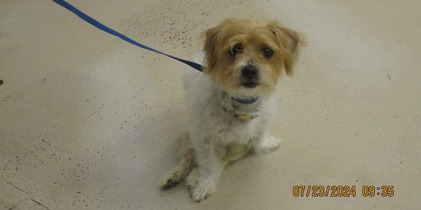 A small tan and white terrier that looks a little sad, staring up at the camera from a sitting position, a leash attached to its collar