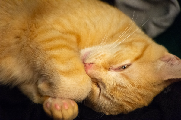 A marmalade ginger kitten curls up, looking at the camera through barely open eyes. 