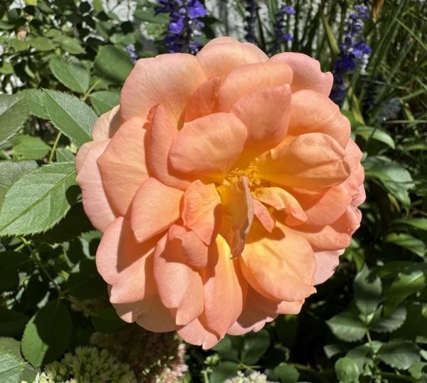 A close-up of a blooming peach-colored rose with green leaves and other flowers in the background.