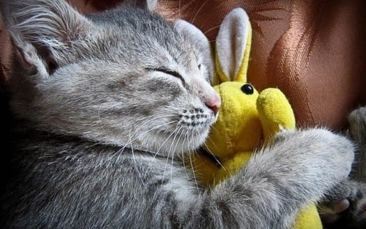 Grey cat snuggling yellow bunny toy