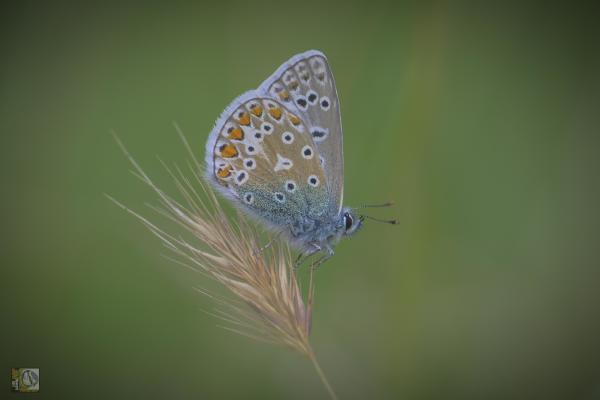 a very small butterfly with blue inner wings and orange with black and white spotted outer wings