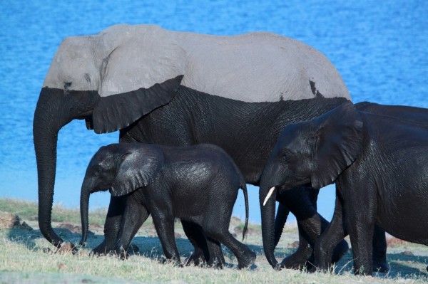 la trace de l'eau sur les éléphants après le bain, les plus petits sont entièrement noirs, le plus grand a le haut du cops gris