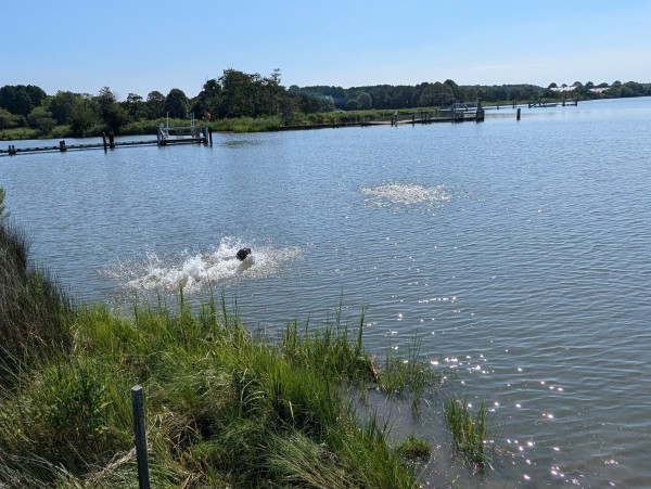 Photo of a clear morning on Harris Creek, sun is high in a cloudless blue sky. Marsh is green and enjoying a fine morning. Creek water is rippled and reflects the sky and clouds.
Jon a black Flat-Coated retriever launched himself into the water in pursuit of his retrieval bumper.