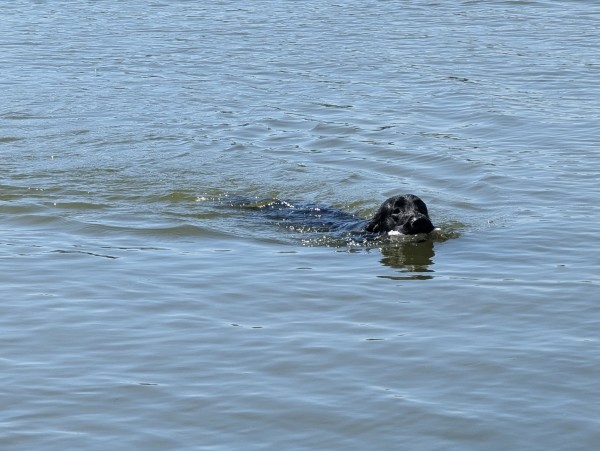 Photo of a clear morning on Harris Creek, sun is high in a cloudless blue sky. Marsh is green and enjoying a fine morning. Creek water is rippled and reflects the sky and clouds.
Jon a black Flat-Coated retriever swims towards us in the water carrying his retrieval bumper.