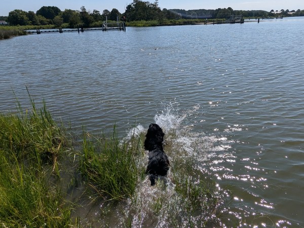 Photo of a clear morning on Harris Creek, sun is high in a cloudless blue sky. Marsh is green and enjoying a fine morning. Creek water is rippled and reflects the sky and clouds.
Miles a black Flat-Coated retriever launches himself into the water in pursuit of his retrieval bumper.