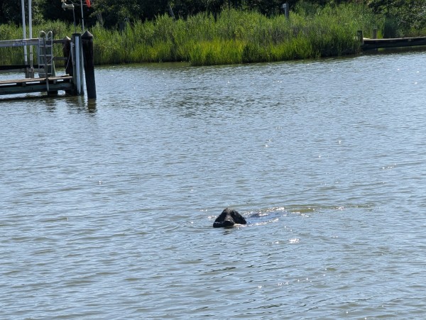 Photo of a clear morning on Harris Creek, sun is high in a cloudless blue sky. Marsh is green and enjoying a fine morning. Creek water is rippled and reflects the sky and clouds.
Miles a black Flat-Coated retriever swims towards us in the water carrying his retrieval bumper.