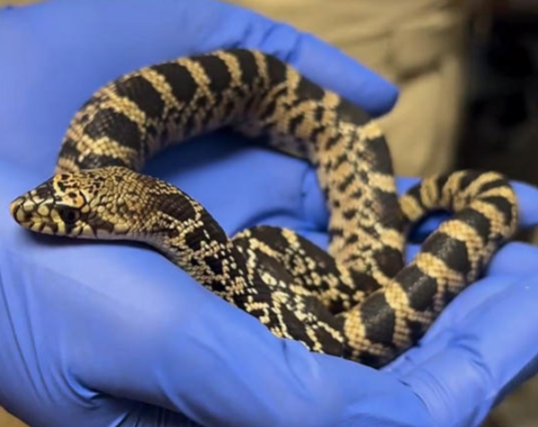 Image of young pine snake in the hands of a zoo keeper.