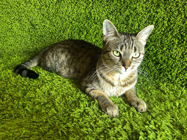 Lola Felafel in repose, surrounded by green carpet