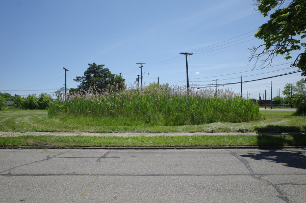 Color photograph looking at an empty grass-covered lot with a round section of tall thick unmowed grasses in the middle of it on a bright sunny day, the grass around the tall the grass mown in concentric circles around it