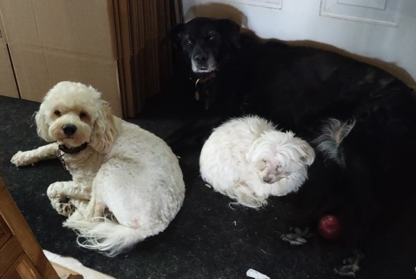 Charlie, Maya and Bella relaxing.