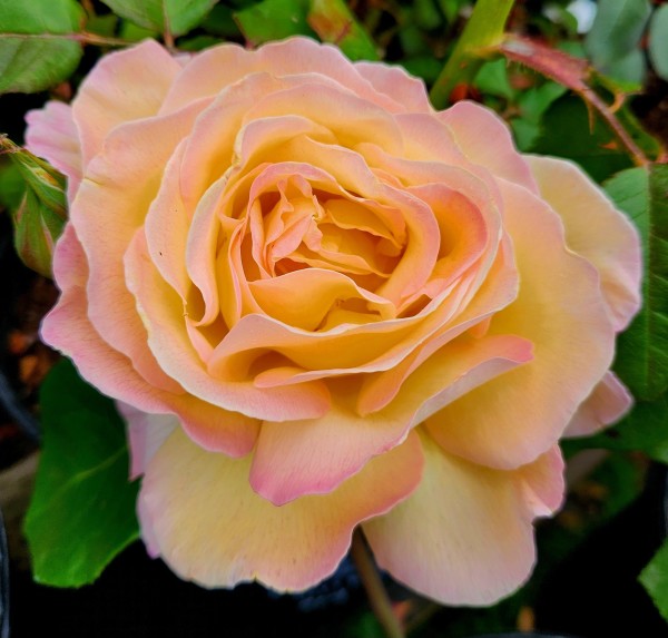 Peace rose. A creamy gold and pink combo.