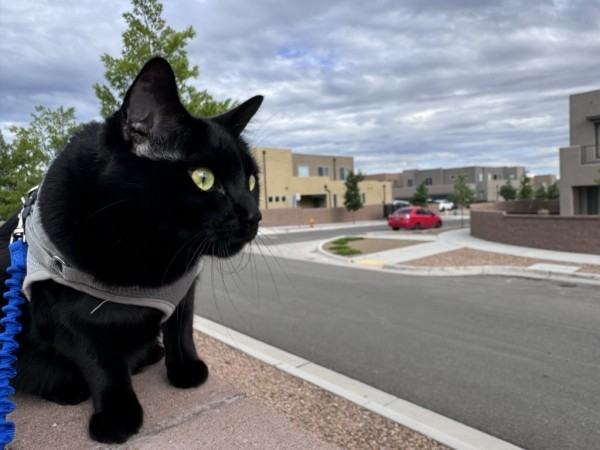 A black cat in a grey harness sits on a concrete wall, looking to the right.