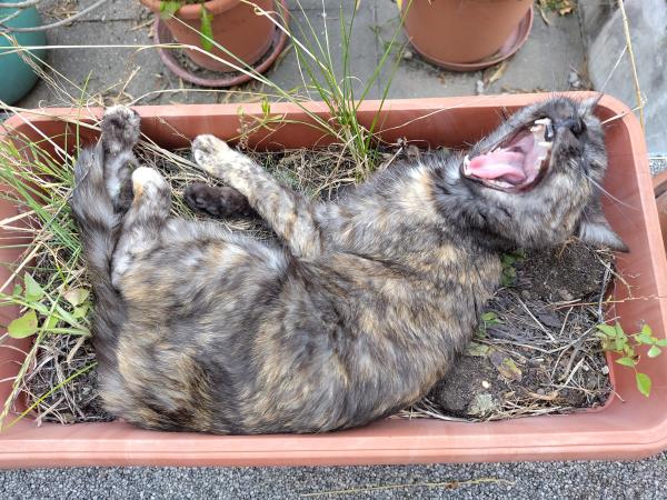 Camouflage-coloured flower pot cat.