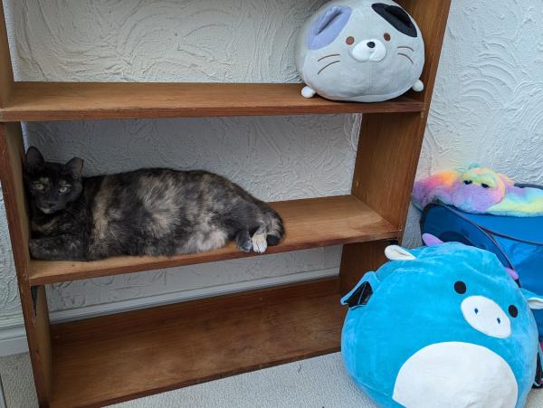 A picture of a reverse torti cat lying on a brown wooden shelf on the first shelf above the ground level with her head at a right angle against the side of the shelf. Three stuffed animals of the Squishmallow brand are positioned around her. The largest one is blue and has a pig-like nose and small dragon-like wings. A medium sized one is on the shelf above her and is puppy like with gray and black patches. The smallest one is in the shape of a stingray with a full rainbow tie dye like psychedelic coloring.