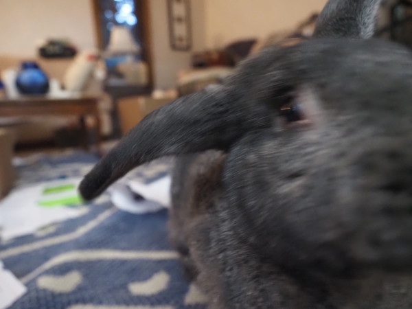 George, an enormous greyish-brown house rabbit, is a blur in front of the camera as he checks out the photographer.