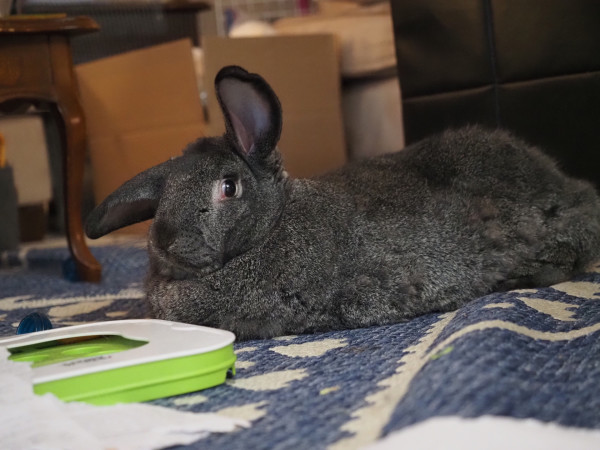 George, an enormous greyish-brown house rabbit, lies on the carpet in front of his "enrichment board".  His eyes face the camera, with his ears at the 8 o'clock and 12 o'clock positions.  His blubbery body stretches out to the right, away from the camera.