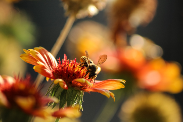 Fleissig Bunt und satt; im Garten #BozeV