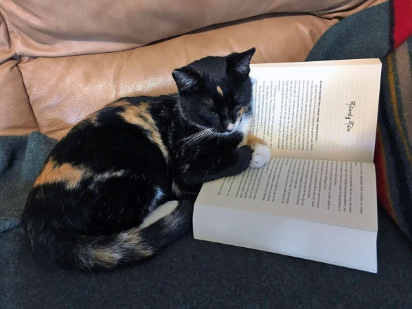 A cat lies on a blanket on a couch, with its front legs folded and propped up on an open book.