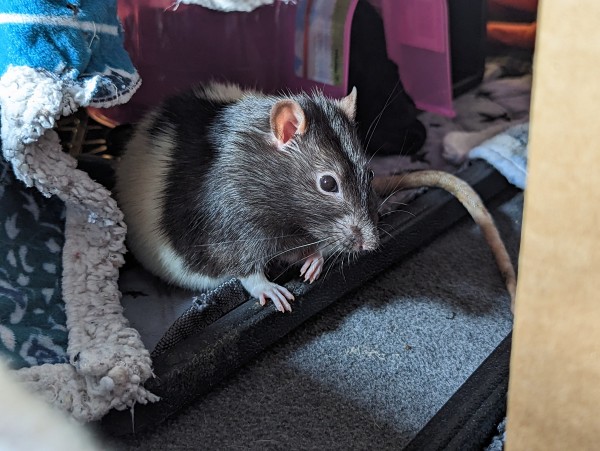 Rico, a white and black hooded rat, in his fort. The dark part of his fur looks very shiny in the sunlight.