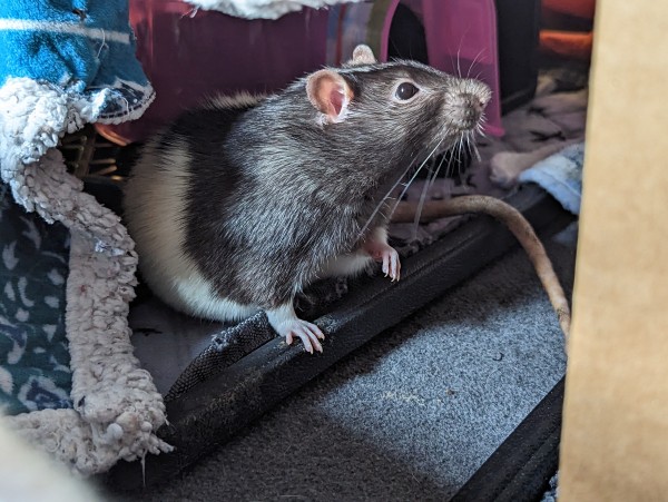 Rico, a white and black hooded rat, in his fort. The dark part of his fur looks very shiny in the sunlight.