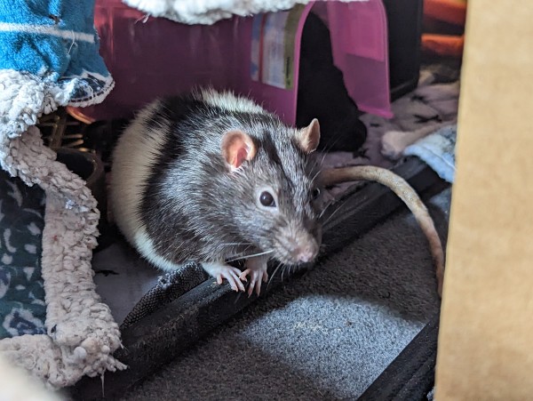 Rico, a white and black hooded rat, in his fort. The dark part of his fur looks very shiny in the sunlight.