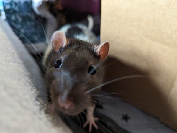 Rico, a white and black hooded rat. He is coming right at you!