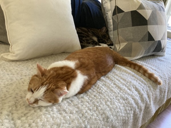 Ginger and white cat stretched out on a white faux fur throw. A tabby cat is curled up in a nest of cushions behind her.