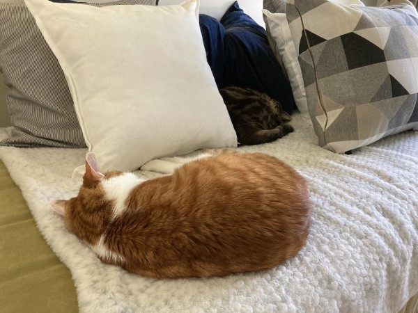 Ginger and white cat curled up on a white faux fur throw. A tabby cat is curled up in a nest of cushions behind her.