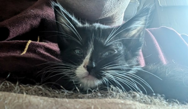 4 week old black and white kitten with a white stripe down his nose. 