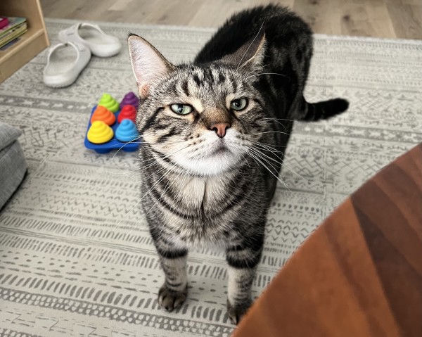 A photo of my cat Chapati making a suspicious sniffy face up at the coffee table. He’s a black-and-gray tabby on the heavy side. Green eyes, slightly squinted to help him see through the table. We call his nose “smoked salmon” colored. He’s doing a really wide stance and keeping his tail low - ready for anything.