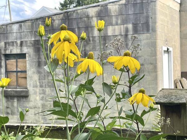 In the background a garage of concrete block shading in places from tan to black as if from weathering with a small window and on the side a white door. In the foreground are some yellow buds and six yellow flowers with raised green centers. The yellow petals droop gracefully down from the centers. There are green leaves on their stems. Just behind them can be seen another stem but of small rose-lavender buds.