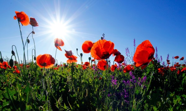 Close up photo of a green field with tall bright red flowers, and a clear blue sky above with a bright white sun with right white sunrays. 