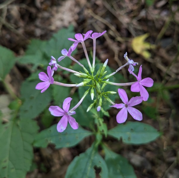 Five petaled oink flowers radiating from a central stem. The middle of the stem looks white where new flowers start