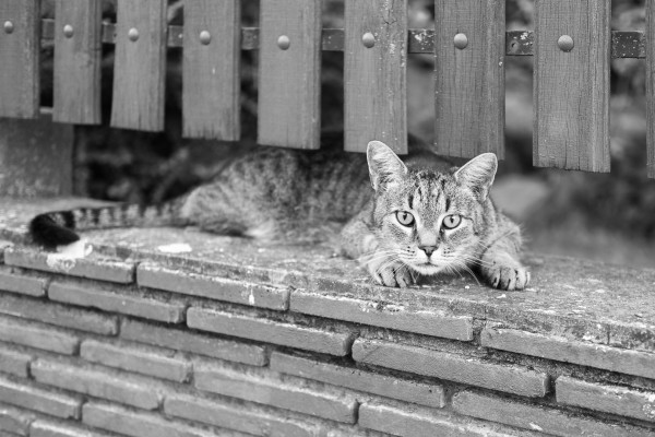 Schwarzweißfoto. Eine getigerte Katze, die in Habacht Stellung auf einem Mäuerchen und unterhalb eines Zaunes liegt, und neugierig in die Kamera guckt.