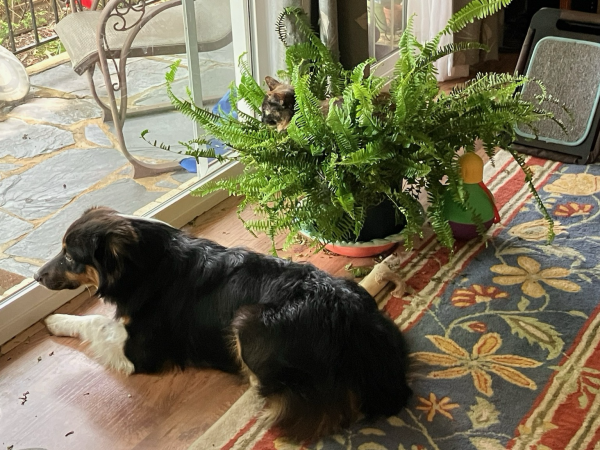 An eight month old Australian shepherd puppy is lying on the floor looking out the window. Next to her, a large fern is sitting on the floor. A small tortie cat is lying in the fern looking out the window. 