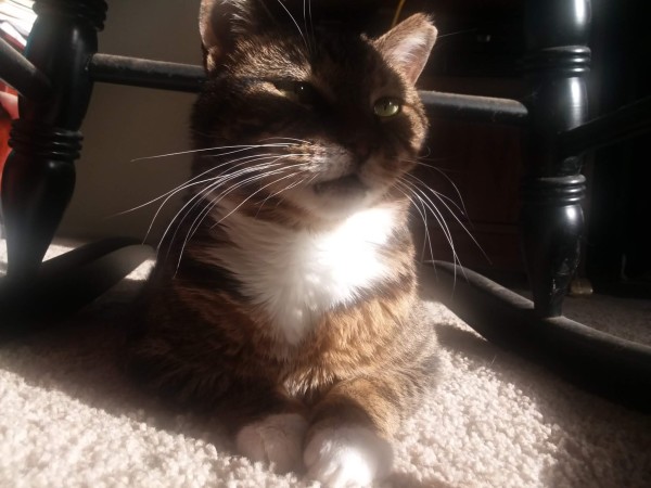 Ginza is a loaf underneath a rocking chair. Sunshine is shining through the front window of the apartment and that light is shining brightly off the white markings she has on her chest. Her two front paws are white mittens. 