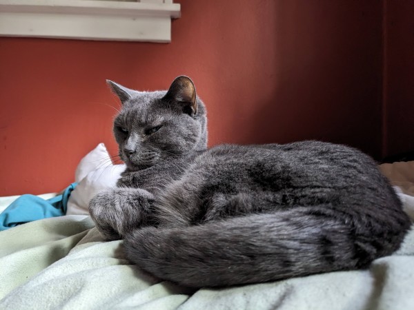 A gray tabby, dozing and patiently waiting for breakfast