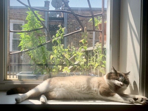 A photo of a cat (mid yawn) laying stretched out on a windowsill.

The sun is coming in through the window and the cat is basking in the sun light with some plants growing in the planter box on the other side of the window.

The cat is a ‘snowshoe’ with a white belly and tan coat.