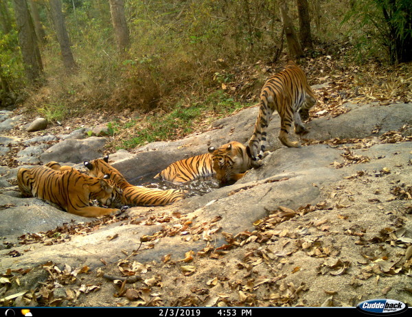 A family of tigers use a watering hole in a forest 