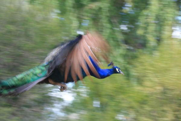 A flying peacock, brilliant Blue head and neck