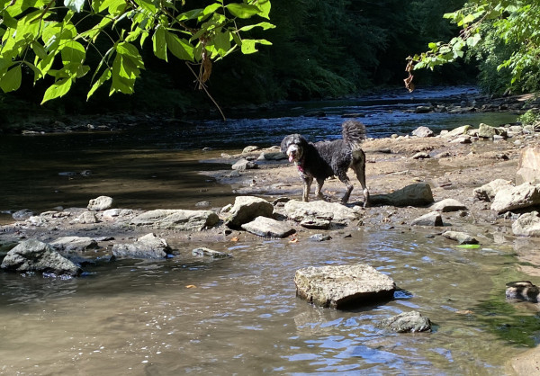 A bend in the (Wissahickon) River, with a protrusion of rocky beach from the right and green leafy plants in the upper corners.  Near the center-right is a large Bernedoodle, mostly black, soaked and sandy to chest level, living her best life.