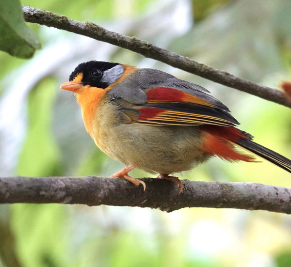 Round birb