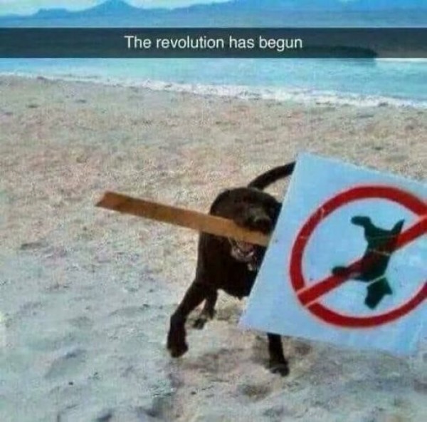 A black dog on a beach holds in his mouth a sign "no dogs allowed"
"The revolution has begun"